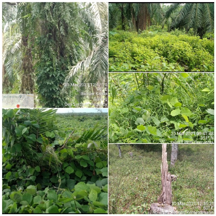 Pemeliharaan TBM Dan TM Di Distrik I Dan II PTPN-III,Diduga Jadi Ajang Korupsi Pimpinan Kebun Unit