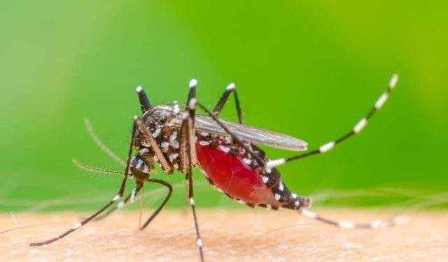 Pasien DBD Melonjak di Tebing Tinggi, DinkesTerkesan Abai