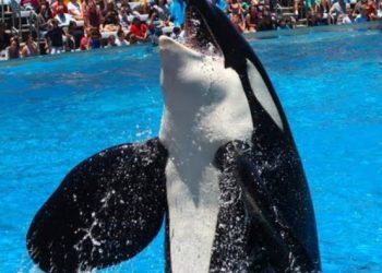 Hoaks Pelatih Orca Jessica Radcliffe Tewas Dimakan Paus Pembunuh: Fakta dan Cara Mendeteksi Berita Palsu