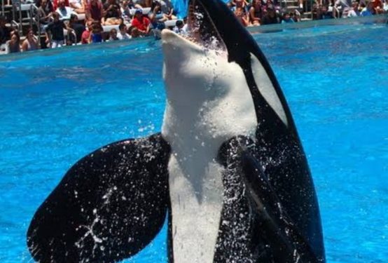 Hoaks Pelatih Orca Jessica Radcliffe Tewas Dimakan Paus Pembunuh: Fakta dan Cara Mendeteksi Berita Palsu