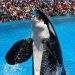 Hoaks Pelatih Orca Jessica Radcliffe Tewas Dimakan Paus Pembunuh: Fakta dan Cara Mendeteksi Berita Palsu