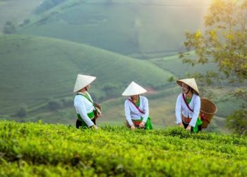 Dirut PT Agrinas Pangan Nusantara Mundur: Bongkar Alasan di Balik Kebuntuan Proyek Swasembada Pangan