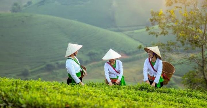 Dirut PT Agrinas Pangan Nusantara Mundur: Bongkar Alasan di Balik Kebuntuan Proyek Swasembada Pangan