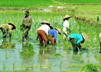 Pengunduran Diri Dirut Agrinas: Potret Ketimpangan Birokrasi dan Bayang Krisis Pangan Indonesia