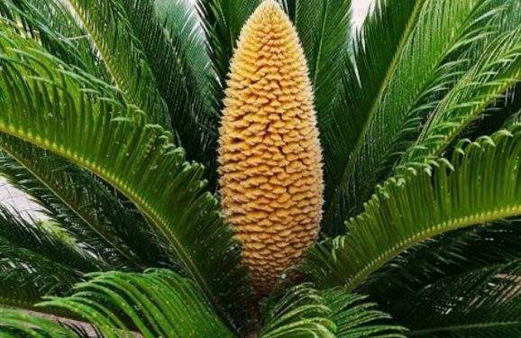 Dari Dapur Mama Papua ke Masa Depan Energi Dunia: Sagu Jadi Baterai Ramah Lingkungan!