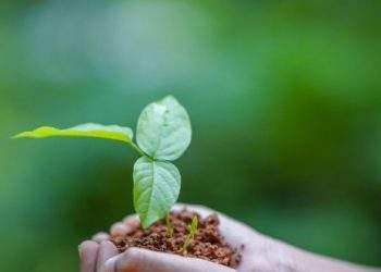 Menumbuhkan Negeri dari Tanah: Saat Pupuk Jadi Penjaga Kedaulatan Pangan