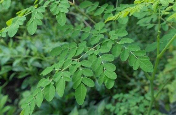 Manfaat Daun Kelor, Bisa Cegah Diabetes Juga Lho