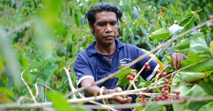 Astra Teguhkan Langkah Kemandirian Desa: Bajawa Menyemai Harapan dari Biji Kopi