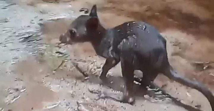 Penemuan Walabi (kanguru Hutan) Tersesat di Hutan Knasaimos,