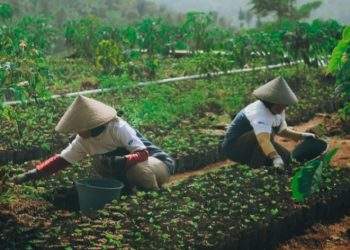 ASTRA DUKUNG PEMBERDAYAAN EKONOMI DESA PETANI KOPI GARUT