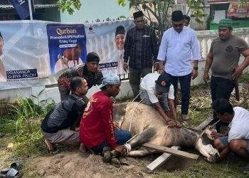 PSP Center dan DPD NasDem Tebing Tinggi Sembelih Dua Ekor Sapi Kurban, 1447 hijriah