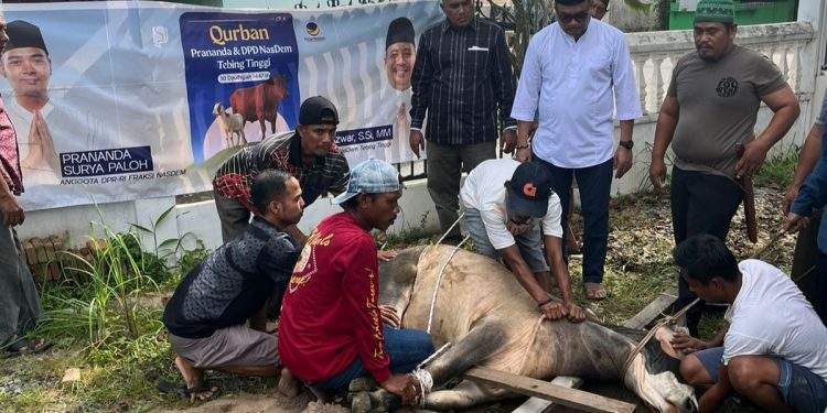 PSP Center dan DPD NasDem Tebing Tinggi Sembelih Dua Ekor Sapi Kurban, 1447 hijriah