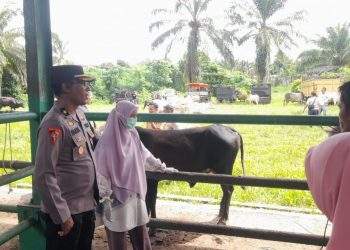 Antisipasi Pencurian Hewan Ternak Menjelang Iduladha, Polres Pasbar Ajak Warga Aktifkan Ronda Malam
