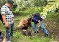 Lima Ekor Sapi Milik Warga Mati di Areal Perkebunan Dolok Ilir, Diduga Keracunan