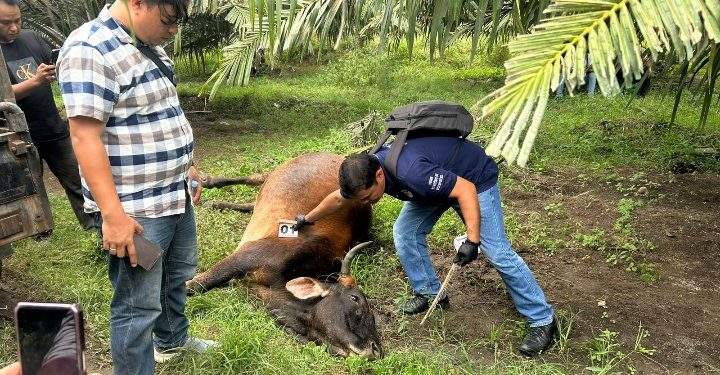 Lima Ekor Sapi Milik Warga Mati di Areal Perkebunan Dolok Ilir, Diduga Keracunan